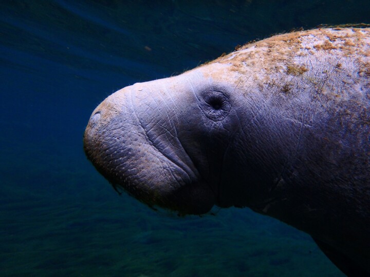 Manatee Closeup