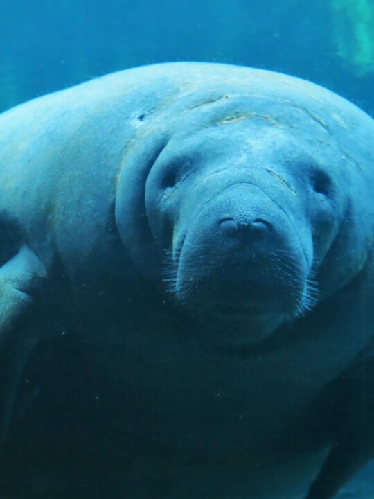 Manatee Looking at You