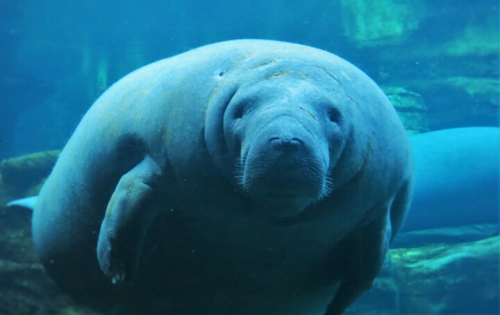 Manatee Looking at You