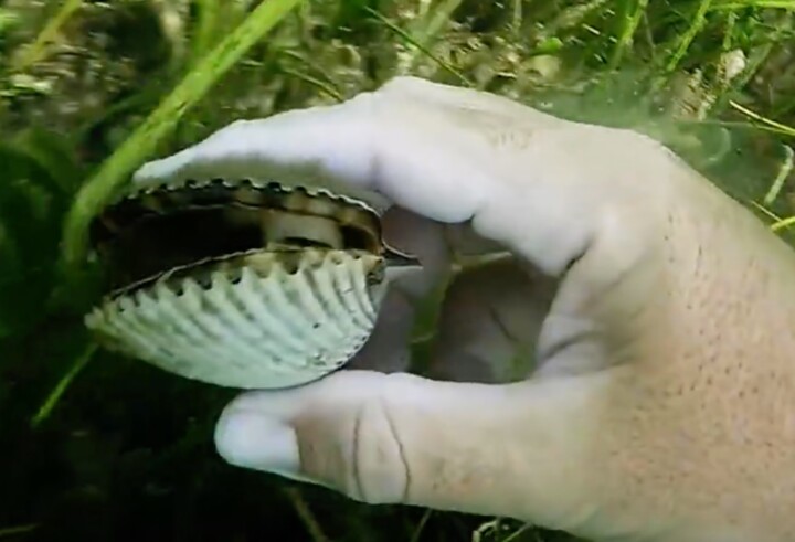 Scallop In hand