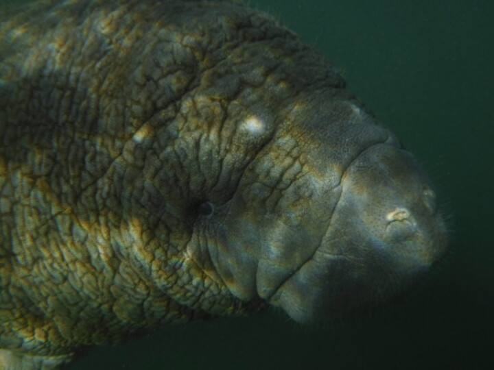 Manatee in shadows