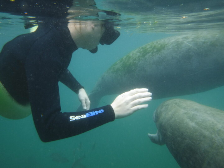 Swim With Manatees