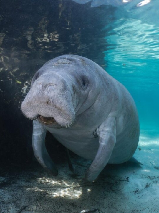 sun and shade manatee