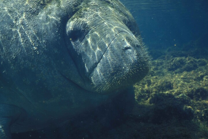 Manatee Image